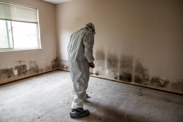 Best Post-Flood Mold Remediation in Casselberry, FL
